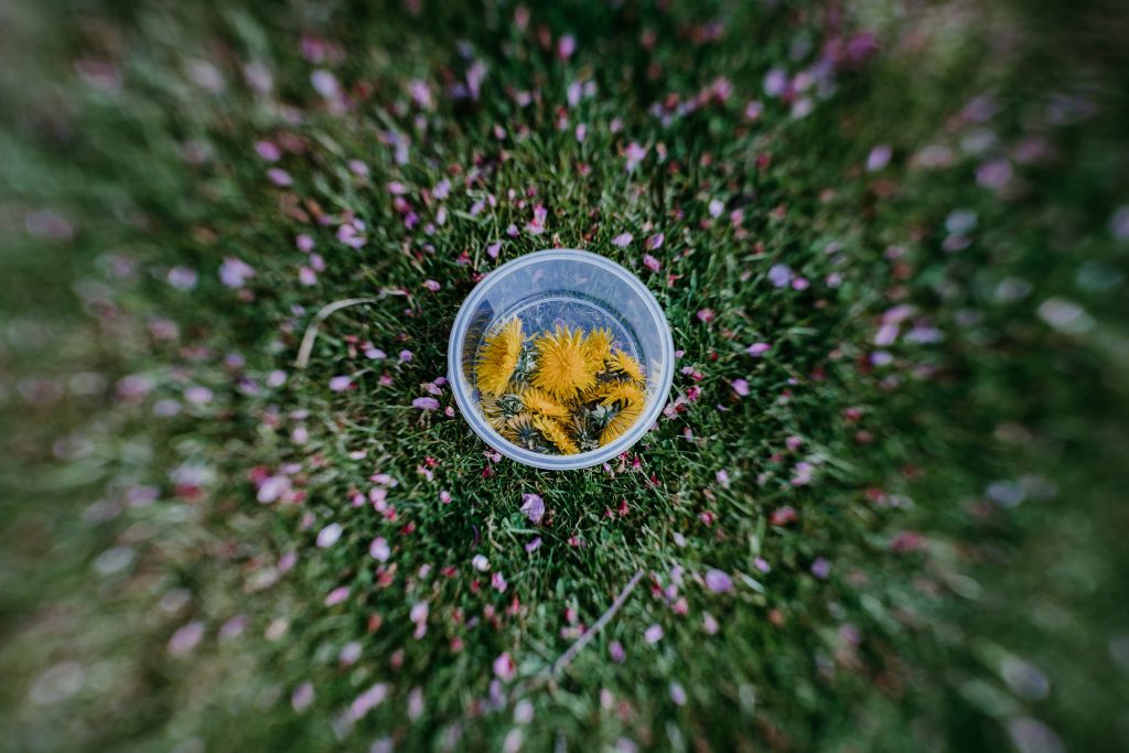 dandelion foraging_livewildandfree
